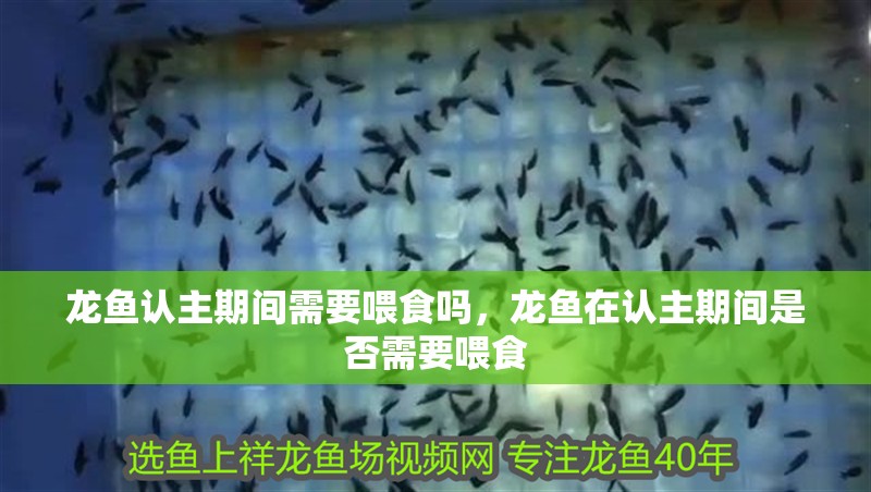 龍魚認主期間需要喂食嗎，龍魚在認主期間是否需要喂食 龍魚認主期間需要喂食嗎，龍魚在認主期間是否需要喂食 龍魚百科
