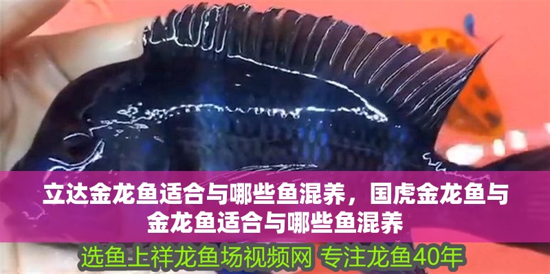 立達金龍魚適合與哪些魚混養，國虎金龍魚與金龍魚適合與哪些魚混養 立達金龍魚適合與哪些魚混養，國虎金龍魚與金龍魚適合與哪些魚混養 龍魚百科