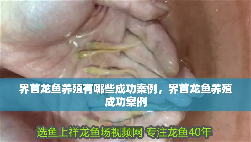 <strong><mark>界首</mark></strong>龍魚養殖有哪些成功案例，<strong><mark>界首</mark></strong>龍魚養殖成功案例