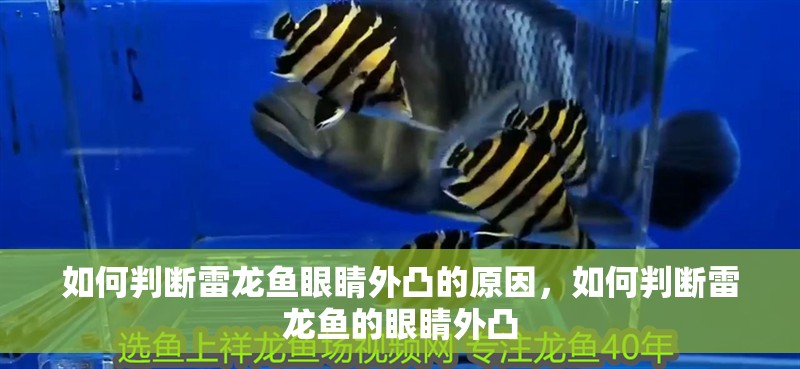 如何判斷雷龍魚眼睛外凸的原因，如何判斷雷龍魚的眼睛外凸