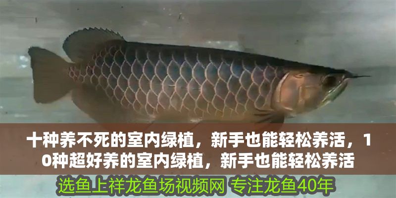 十種養不死的室內綠植，新手也能輕松養活，10種超好養的室內綠植，新手也能輕松養活 十種養不死的室內綠植，新手也能輕松養活，10種超好養的室內綠植，新手也能輕松養活 龍魚百科 第1張