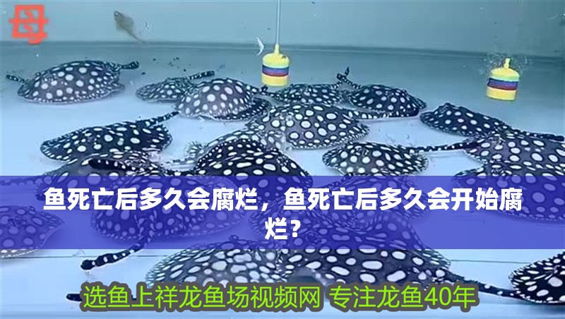 魚死亡后多久會腐爛，魚死亡后多久會開始腐爛？
