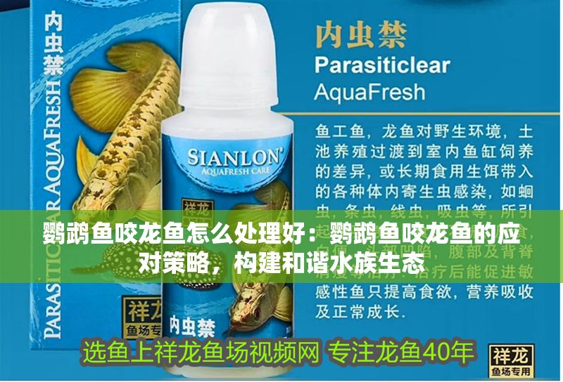 鸚鵡魚咬龍魚怎么處理好：鸚鵡魚咬龍魚的應(yīng)對(duì)策略，構(gòu)建和諧水族生態(tài)