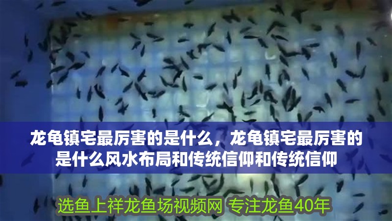 龍龜鎮宅最厲害的是什么，龍龜鎮宅最厲害的是什么風水布局和傳統信仰和傳統信仰