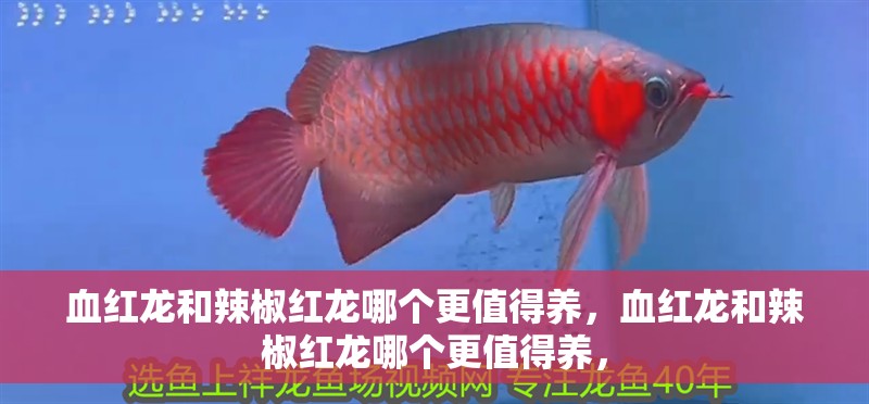 血紅龍和辣椒紅龍哪個更值得養(yǎng)，血紅龍和辣椒紅龍哪個更值得養(yǎng)，
