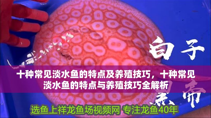 十種常見淡水魚的特點及養(yǎng)殖技巧，十種常見淡水魚的特點與養(yǎng)殖技巧全解析