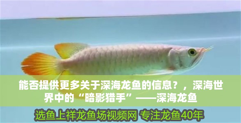 能否提供更多關于深海龍魚的信息？，深海世界中的“暗影獵手”——深海龍魚 能否提供更多關于深海龍魚的信息？，深海世界中的“暗影獵手”——深海龍魚 龍魚百科