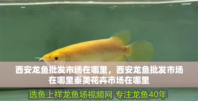 西安龍魚批發市場在哪里，西安龍魚批發市場在哪里秦美花卉市場在哪里