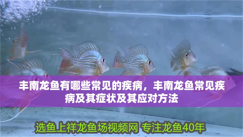 豐南龍魚有哪些常見的疾病，豐南龍魚常見疾病及其癥狀及其應對方法