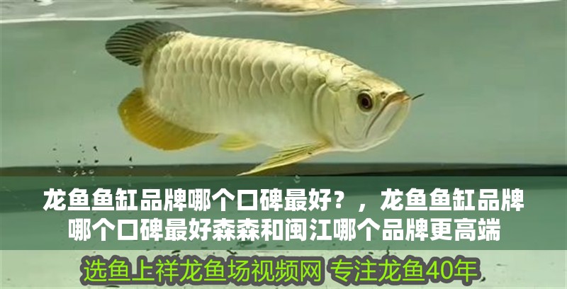 龍魚魚缸品牌哪個口碑最好？，龍魚魚缸品牌哪個口碑最好森森和閩江哪個品牌更高端