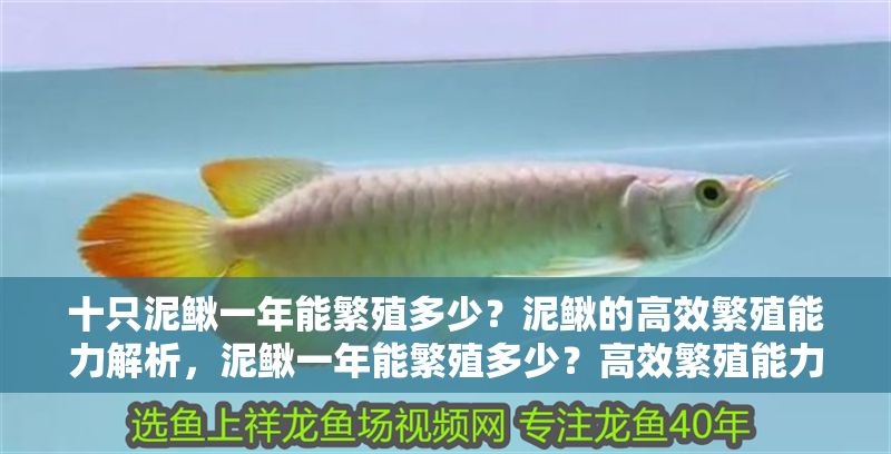 十只泥鰍一年能繁殖多少？泥鰍的高效繁殖能力解析，泥鰍一年能繁殖多少？高效繁殖能力全解析