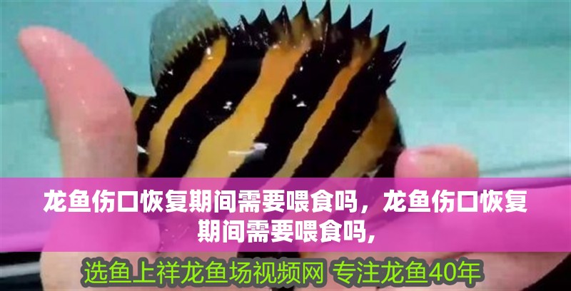 龍魚傷口恢復期間需要喂食嗎，龍魚傷口恢復期間需要喂食嗎,
