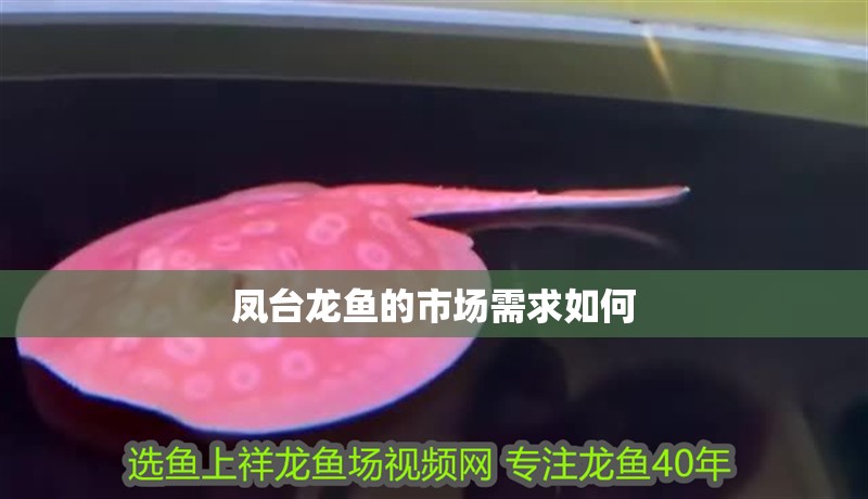 鳳臺龍魚的市場需求如何