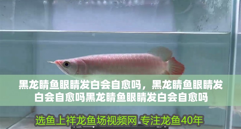 黑龍睛魚眼睛發白會自愈嗎，黑龍睛魚眼睛發白會自愈嗎黑龍睛魚眼睛發白會自愈嗎 黑龍睛魚眼睛發白會自愈嗎，黑龍睛魚眼睛發白會自愈嗎黑龍睛魚眼睛發白會自愈嗎 龍魚百科