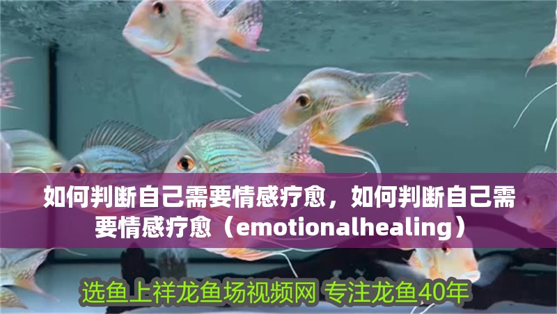 如何判斷自己需要情感療愈，如何判斷自己需要情感療愈（emotionalhealing） 如何判斷自己需要情感療愈，如何判斷自己需要情感療愈（emotionalhealing） 龍魚百科