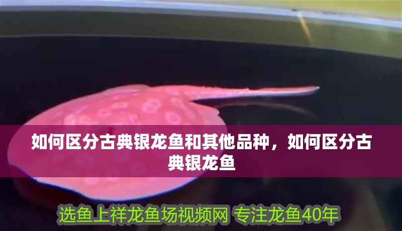 如何區分古典銀龍魚和其他品種，如何區分古典銀龍魚