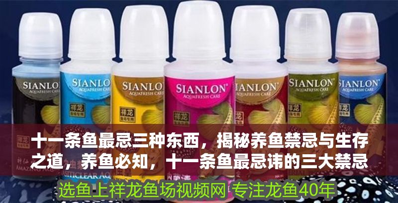 十一條魚最忌三種東西，揭秘養魚禁忌與生存之道，養魚必知，十一條魚最忌諱的三大禁忌與生存秘訣，（注，根據您的原內容提煉核心關鍵詞，突出禁忌與生存之道，同時保持簡潔性和吸引力。）