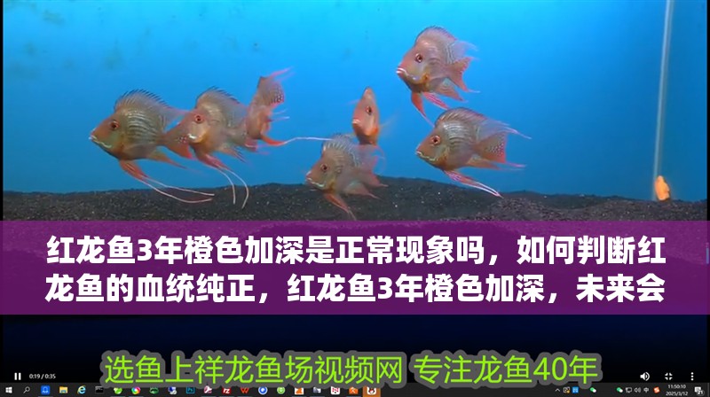 紅龍魚3年橙色加深是正常現象嗎，如何判斷紅龍魚的血統純正，紅龍魚3年橙色加深，未來會如何