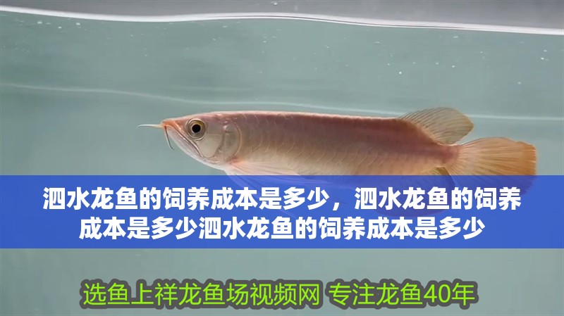<strong><mark>泗水</mark></strong>龍魚的飼養(yǎng)成本是多少，<strong><mark>泗水</mark></strong>龍魚的飼養(yǎng)成本是多少<strong><mark>泗水</mark></strong>龍魚的飼養(yǎng)成本是多少
