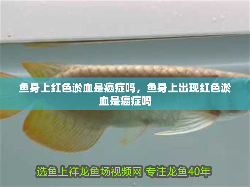 魚身上紅色淤血是癌癥嗎，魚身上出現紅色淤血是癌癥嗎 魚身上紅色淤血是癌癥嗎，魚身上出現紅色淤血是癌癥嗎 龍魚百科