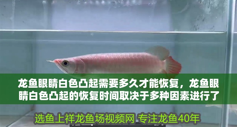 龍魚眼睛白色凸起需要多久才能恢復，龍魚眼睛白色凸起的恢復時間取決于多種因素進行了適當的治療