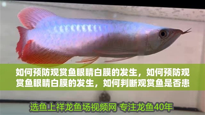 我的虎魚真菌感染了要怎么處理 如何預防觀賞魚眼睛白膜的發生,如何預防觀賞魚眼睛白膜的發生,如何判斷觀賞魚是否患有蒙眼病 龍魚百科 如何預防觀賞魚眼睛白膜的發生,如何預防觀賞魚眼睛白膜的發生,如何判斷觀賞魚是否患有蒙眼病 如何預防觀賞魚眼睛白膜的發生,如何預防觀賞魚眼睛白膜的發生,如何判斷觀賞魚是否患有蒙眼病 龍魚百科