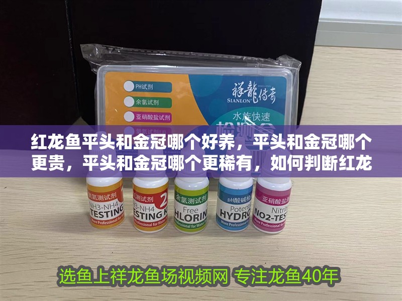 紅龍魚平頭和金冠哪個好養(yǎng)，平頭和金冠哪個更貴，平頭和金冠哪個更稀有，如何判斷紅龍魚的品相