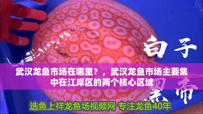 武漢龍魚市場在哪里？，武漢龍魚市場主要集中在江岸區的兩個核心區域