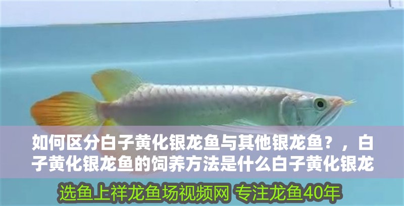 如何區分白子黃化銀龍魚與其他銀龍魚？，白子黃化銀龍魚的飼養方法是什么白子黃化銀龍魚的價格是多少
