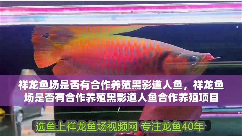 祥龍魚場是否有合作養(yǎng)殖黑影道人魚，祥龍魚場是否有合作養(yǎng)殖黑影道人魚合作養(yǎng)殖項目