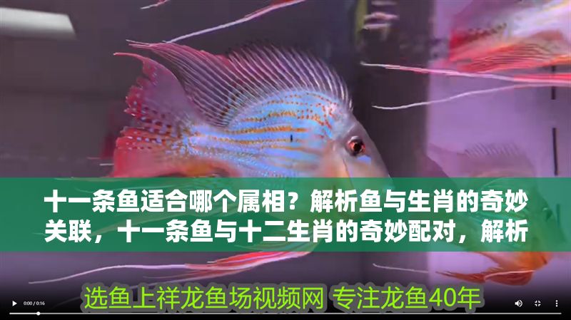 十一條魚適合哪個屬相？解析魚與生肖的奇妙關聯，十一條魚與十二生肖的奇妙配對，解析最適合的屬相 十一條魚適合哪個屬相？解析魚與生肖的奇妙關聯，十一條魚與十二生肖的奇妙配對，解析最適合的屬相 龍魚百科 第1張