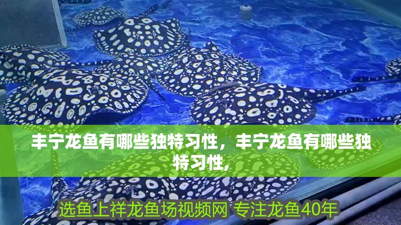 豐寧龍魚有哪些獨(dú)特習(xí)性，豐寧龍魚有哪些獨(dú)特習(xí)性,