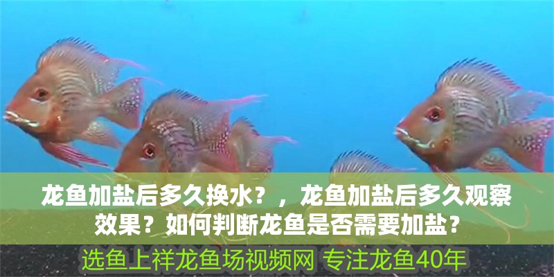 我的虎魚真菌感染了要怎么處理 龍魚加鹽后多久換水?,龍魚加鹽后多久觀察效果?如何判斷龍魚是否需要加鹽? 龍魚百科 龍魚加鹽后多久換水?,龍魚加鹽后多久觀察效果?如何判斷龍魚是否需要加鹽? 龍魚加鹽后多久換水?,龍魚加鹽后多久觀察效果?如何判斷龍魚是否需要加鹽? 龍魚百科