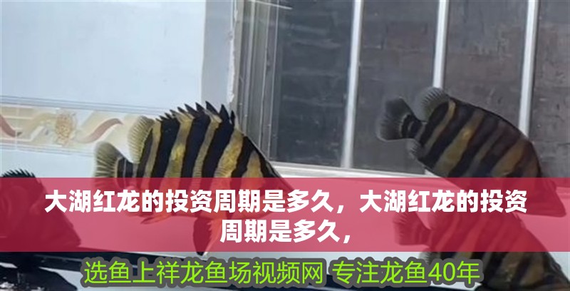 大湖紅龍的投資周期是多久，大湖紅龍的投資周期是多久，