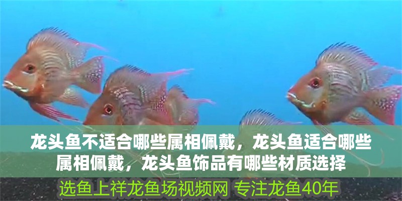 龍頭魚不適合哪些屬相佩戴，龍頭魚適合哪些屬相佩戴，龍頭魚飾品有哪些材質(zhì)選擇