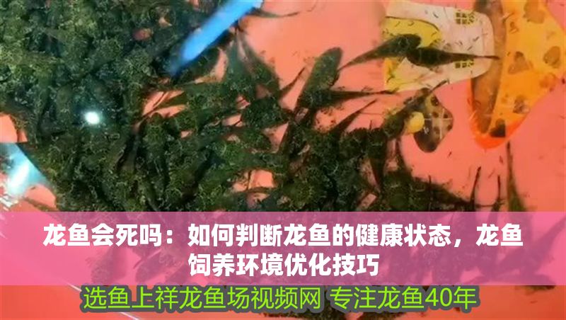 龍魚會死嗎：如何判斷龍魚的健康狀態，龍魚飼養環境優化技巧