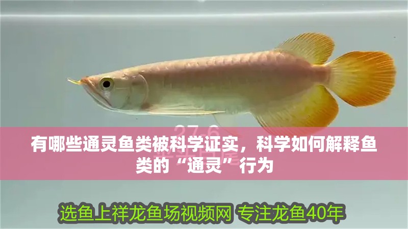 有哪些通靈魚類被科學證實，科學如何解釋魚類的“通靈”行為