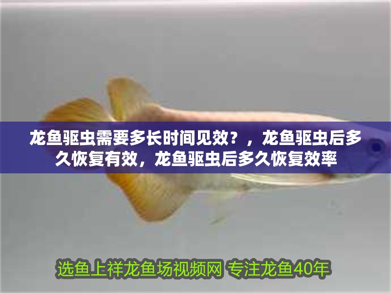 龍魚驅蟲需要多長時間見效？，龍魚驅蟲后多久恢復有效，龍魚驅蟲后多久恢復效率