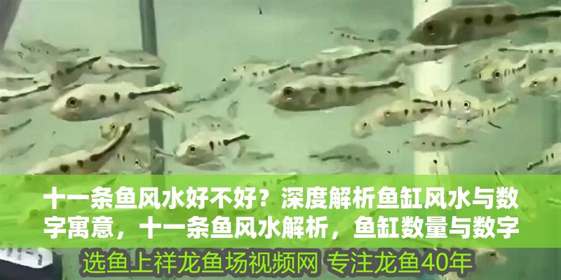 十一條魚風(fēng)水好不好？深度解析魚缸風(fēng)水與數(shù)字寓意，十一條魚風(fēng)水解析，魚缸數(shù)量與數(shù)字寓意全揭秘 十一條魚風(fēng)水好不好？深度解析魚缸風(fēng)水與數(shù)字寓意，十一條魚風(fēng)水解析，魚缸數(shù)量與數(shù)字寓意全揭秘 龍魚百科 第1張