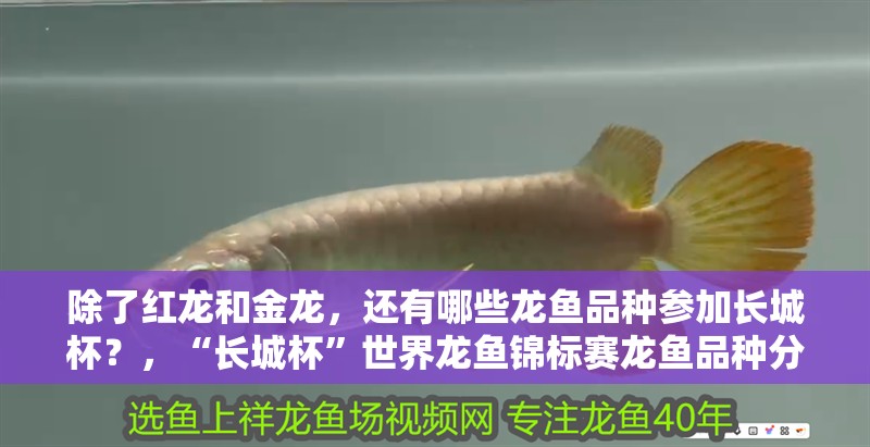 除了紅龍和金龍，還有哪些龍魚品種參加長城杯？，“長城杯”世界龍魚錦標賽龍魚品種分類表，過背金龍 除了紅龍和金龍，還有哪些龍魚品種參加長城杯？，“長城杯”世界龍魚錦標賽龍魚品種分類表，過背金龍 龍魚百科
