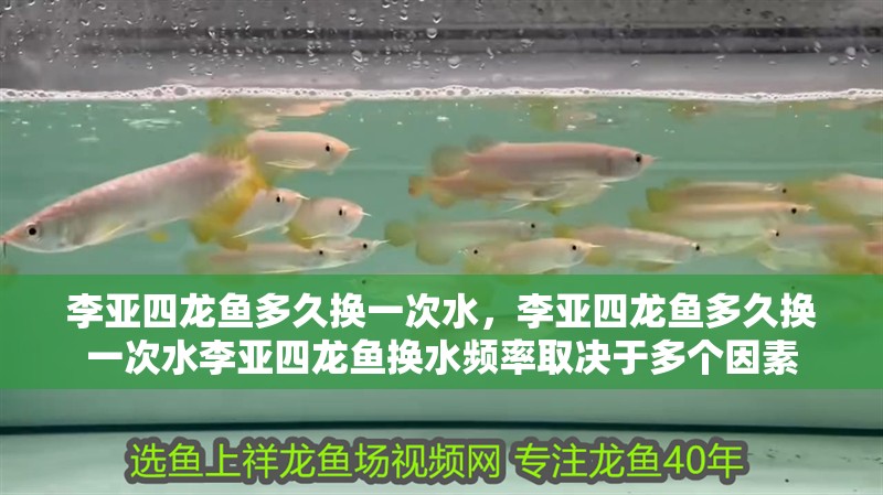 李亞四龍魚多久換一次水，李亞四龍魚多久換一次水李亞四龍魚換水頻率取決于多個因素 李亞四龍魚多久換一次水，李亞四龍魚多久換一次水李亞四龍魚換水頻率取決于多個因素 龍魚百科