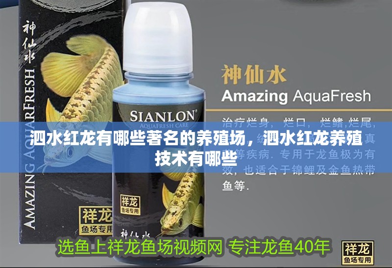 <strong><mark>泗水</mark></strong>紅龍有哪些著名的養(yǎng)殖場(chǎng)，<strong><mark>泗水</mark></strong>紅龍養(yǎng)殖技術(shù)有哪些