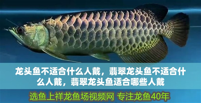 龍頭魚不適合什么人戴，翡翠龍頭魚不適合什么人戴，翡翠龍頭魚適合哪些人戴
