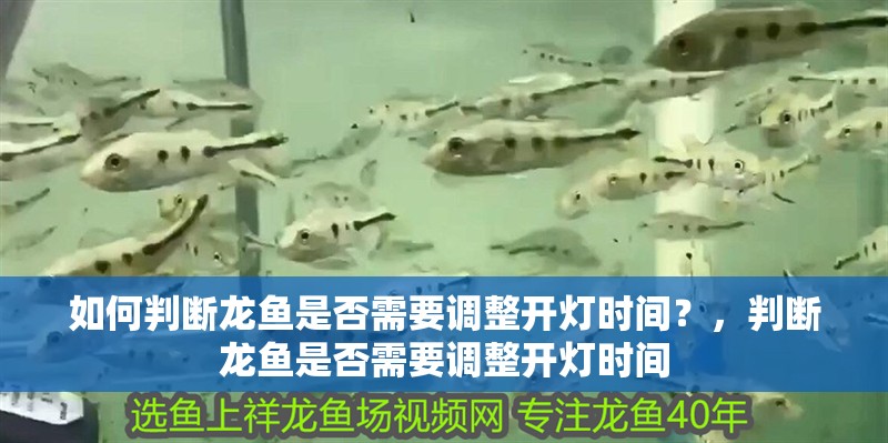 如何判斷龍魚是否需要調整開燈時間？，判斷龍魚是否需要調整開燈時間 如何判斷龍魚是否需要調整開燈時間？，判斷龍魚是否需要調整開燈時間 龍魚百科