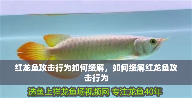 紅龍魚攻擊行為如何緩解，如何緩解紅龍魚攻擊行為