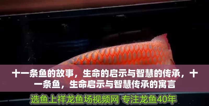 十一條魚的故事，生命的啟示與智慧的傳承，十一條魚，生命啟示與智慧傳承的寓言 十一條魚的故事，生命的啟示與智慧的傳承，十一條魚，生命啟示與智慧傳承的寓言 龍魚百科 第1張