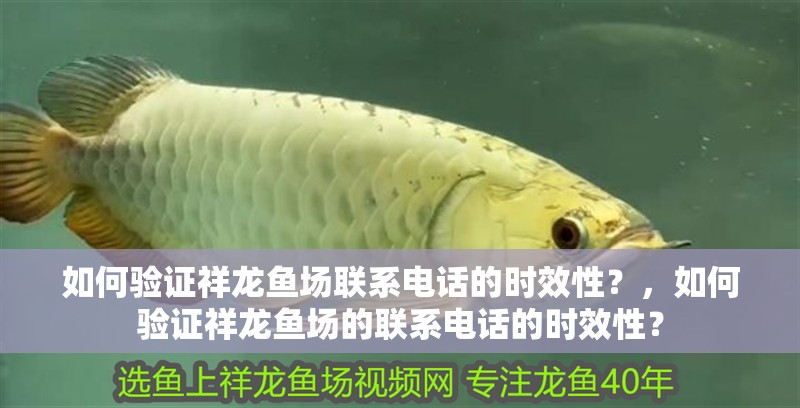 如何驗證祥龍魚場聯(lián)系電話的時效性？，如何驗證祥龍魚場的聯(lián)系電話的時效性？ 如何驗證祥龍魚場聯(lián)系電話的時效性？，如何驗證祥龍魚場的聯(lián)系電話的時效性？ 龍魚百科