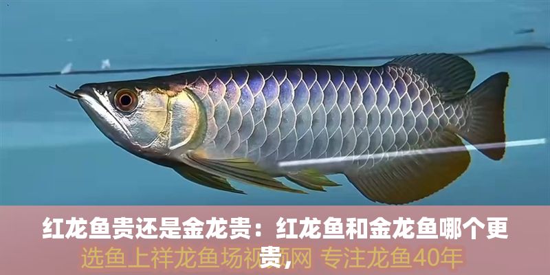 紅龍魚(yú)貴還是金龍貴：紅龍魚(yú)和金龍魚(yú)哪個(gè)更貴， 紅龍魚(yú)貴還是金龍貴：紅龍魚(yú)和金龍魚(yú)哪個(gè)更貴， 龍魚(yú)百科 第2張