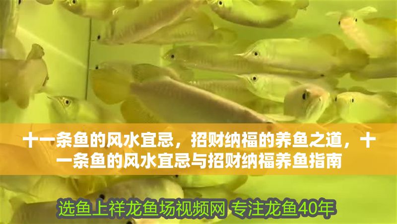 十一條魚的風水宜忌，招財納福的養魚之道，十一條魚的風水宜忌與招財納福養魚指南