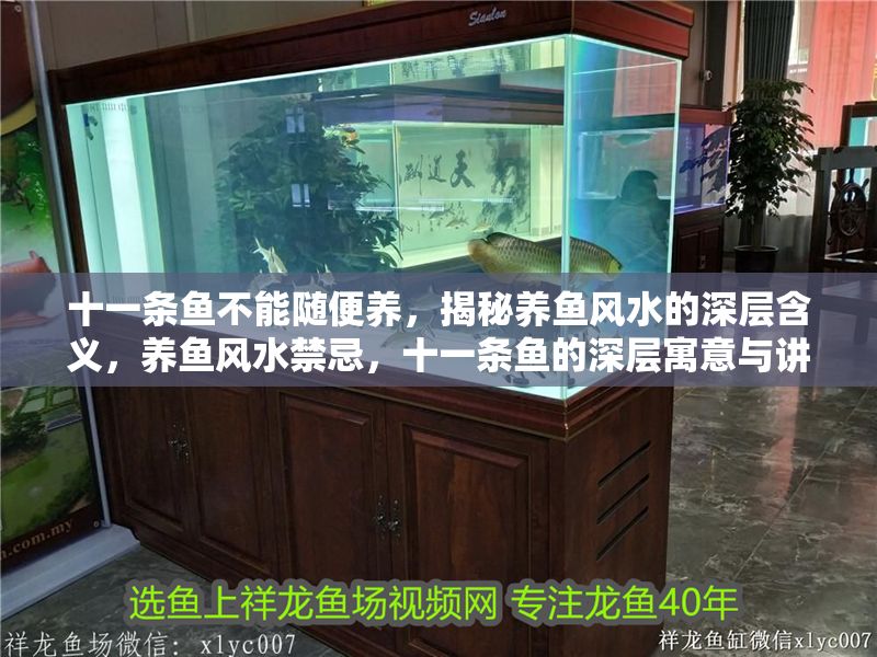 十一條魚不能隨便養，揭秘養魚風水的深層含義，養魚風水禁忌，十一條魚的深層寓意與講究